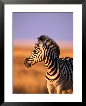 Portrait Of Young Burchells Zebra (Equus Burchelli), Etosha National Park, Namibia by Andrew Parkinson Pricing Limited Edition Print image