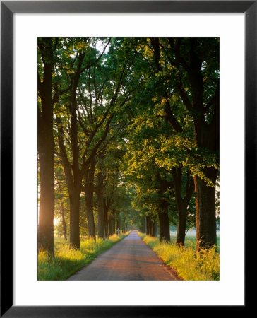 Late Afternoon Sunshine Cutting Through The Trees On Country Lane, Poland by Krzysztof Dydynski Pricing Limited Edition Print image