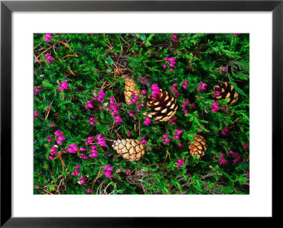 Heather And Scots Pine (Pinus Sylvestris), The Cairngorms, Scotland by Grant Dixon Pricing Limited Edition Print image