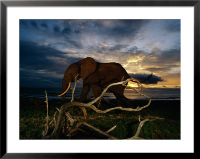 An African Elephant (Loxodonta Africana) Walking Along The Beach by Michael Nichols Pricing Limited Edition Print image