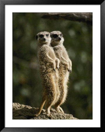 A Pair Of Meerkats Keep A Double Watch On Things by Jason Edwards Pricing Limited Edition Print image