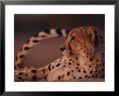 A Portrait Of An African Cheetah Resting by Chris Johns Pricing Limited Edition Print image