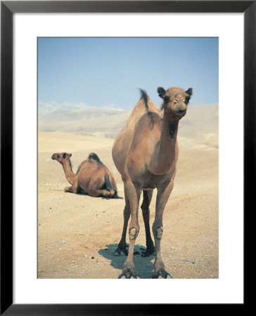 Two Camels by Lauree Feldman Pricing Limited Edition Print image