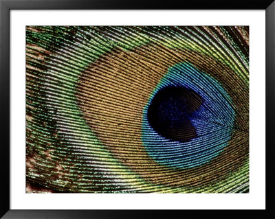 Close-Up Of Peacock Feather by Russell Burden Pricing Limited Edition Print image