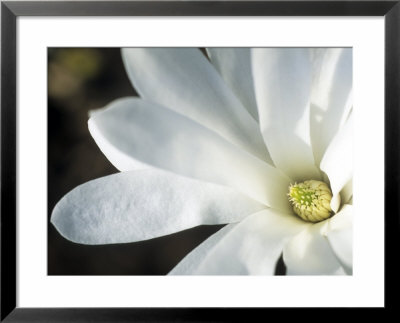Magnolia Stellata Royal Star, Close-Up Of A White Flower by Hemant Jariwala Pricing Limited Edition Print image