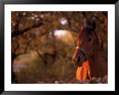 Horse In The Country At Sunset by Rose Thompson Pricing Limited Edition Print image