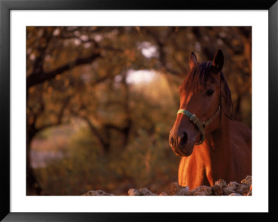 Horse In The Country At Sunset by Rose Thompson Pricing Limited Edition Print image