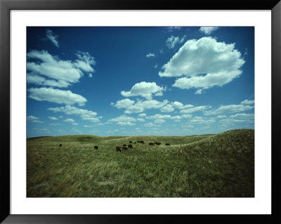 Small Herd Of Bison Graze Native Grasses On A Nebraska Prairie by James P. Blair Pricing Limited Edition Print image