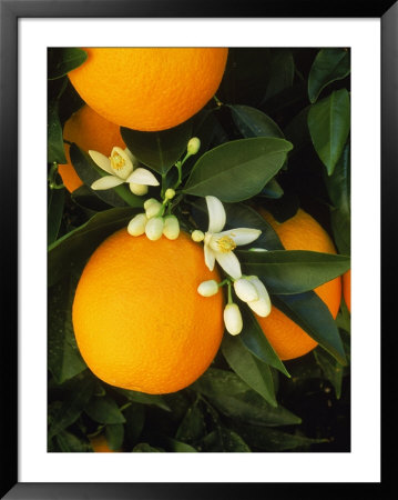 Valencia Oranges And Blooms by Inga Spence Pricing Limited Edition Print image
