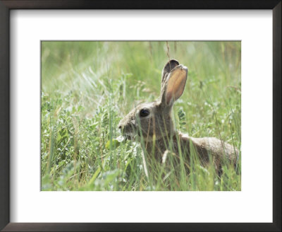 Rabbit, Tierra Del Fuego, Argentina, South America by Jochen Schlenker Pricing Limited Edition Print image