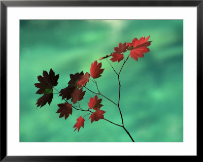 Close-Up Of The Leaves Of A Vine Maple (Acer Circinatum), Mount Rainier National Park by Colin Brynn Pricing Limited Edition Print image