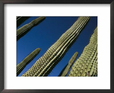 Low Angle View Of Tall Cactus Plants, Sonoran Desert Plant, Near La Paz, Baja California, Mexico by Marco Simoni Pricing Limited Edition Print image