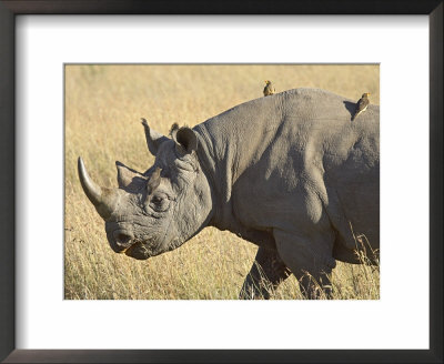 Black Rhinoceros Or Hook-Lipped Rhinoceros With Yellow-Billed Oxpecker, Kenya, Africa by James Hager Pricing Limited Edition Print image