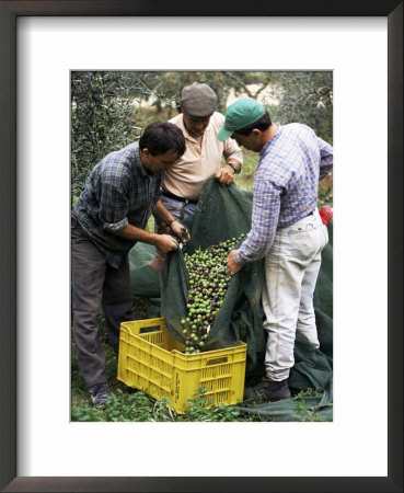 Gathering Olives For Fine Extra-Virgin Oil, Frantoio Galantino, Bisceglie, Puglia, Italy by Michael Newton Pricing Limited Edition Print image