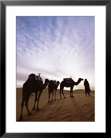 Berber Camel Leader With Three Camels In Erg Chebbi Sand Sea, Sahara Desert, Near Merzouga, Morocco by Lee Frost Pricing Limited Edition Print image
