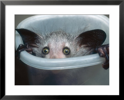 Aye-Aye, Infant Peering Out Of Tuppaware Container, Duke University Primate Center by David Haring Pricing Limited Edition Print image