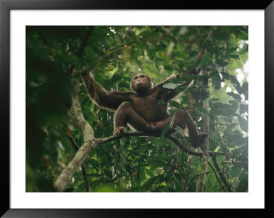 Male Chimpanzee Perched On A Tree Branch by Michael Nichols Pricing Limited Edition Print image