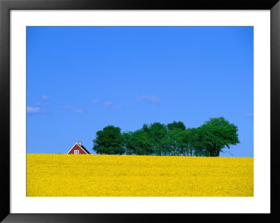 Bright Yellow Rapefields And Red Roofed Farmhouse On The Kulla Peninsula, Skane, Sweden by Anders Blomqvist Pricing Limited Edition Print image