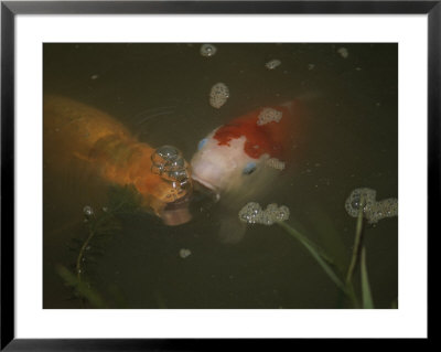 Two Koi Approaching The Pond Surface For Food by Brian Gordon Green Pricing Limited Edition Print image