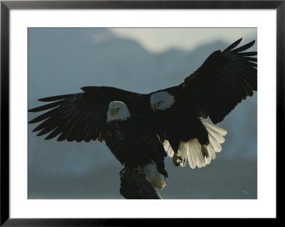 Attempting To Take Over Northern American Bald Eagles Perch, Another Eagle Swoops Down From Behind by Norbert Rosing Pricing Limited Edition Print image