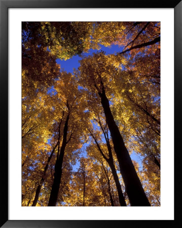Blue Sky Through Sugar Maple Trees In Autumn Colors, Upper Peninsula, Michigan, Usa by Mark Carlson Pricing Limited Edition Print image