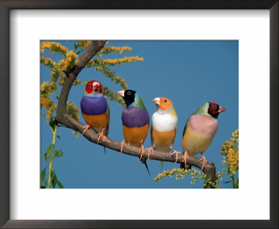 Four Gouldian Finches by Petra Wegner Pricing Limited Edition Print image