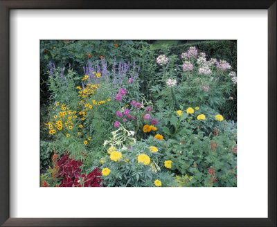 Various Species Of Flowers In Garden by Mark Gibson Pricing Limited Edition Print image
