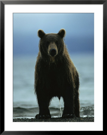 A Wet Brown Bear With Water Running Off Of Its Fur by Klaus Nigge Pricing Limited Edition Print image