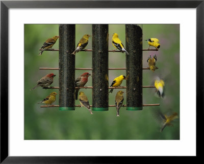 American Goldfinches And House Finches Eat Thistle Seed From A Feeder by Joel Sartore Pricing Limited Edition Print image