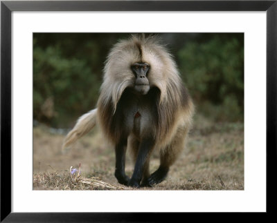A Portrait Of A Male Gelada by Michael Nichols Pricing Limited Edition Print image