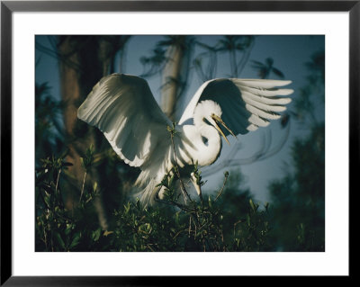 Common Egret Flapping Its Wings by Farrell Grehan Pricing Limited Edition Print image
