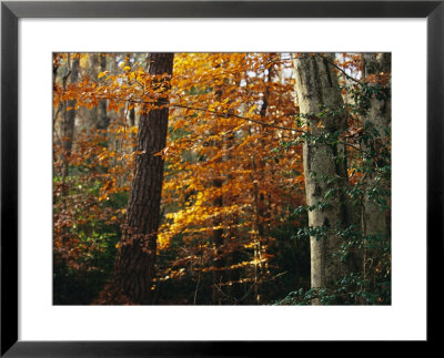 Autumn-Colored Beech Trees, Holly, And Pine In Upland Hardwood Forest by Raymond Gehman Pricing Limited Edition Print image