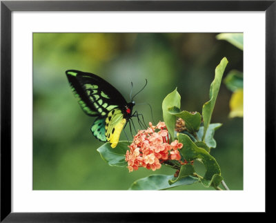 Butterfly Perched On A Flower And Sipping Nectar by Klaus Nigge Pricing Limited Edition Print image