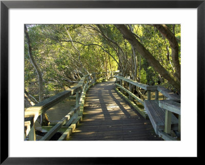 Mangrove Boardwalk, Botanic Gardens, Brisbane, Queensland, Australia by David Wall Pricing Limited Edition Print image