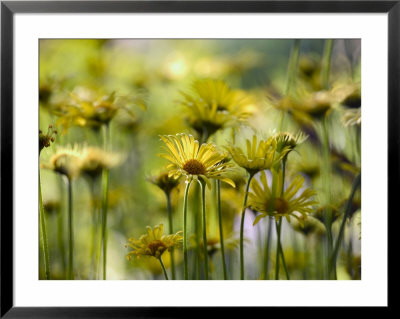 Doronicum X Excelsum (Harpur Crewe) by Mark Bolton Pricing Limited Edition Print image