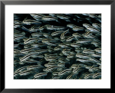 A School Of Striped Catfish by Wolcott Henry Pricing Limited Edition Print image