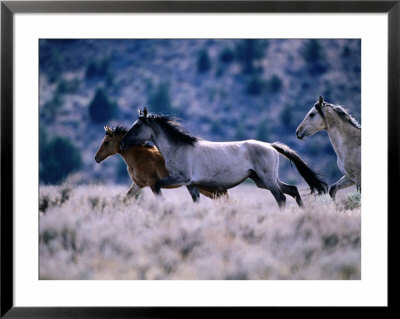 Kiger Mustang Wild Horses, U.S.A. by Mark Newman Pricing Limited Edition Print image