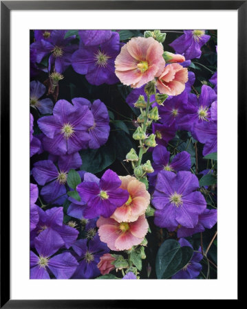 Summer Partners, Alcea Rosea & Clematis Perle D'azur by Sunniva Harte Pricing Limited Edition Print image