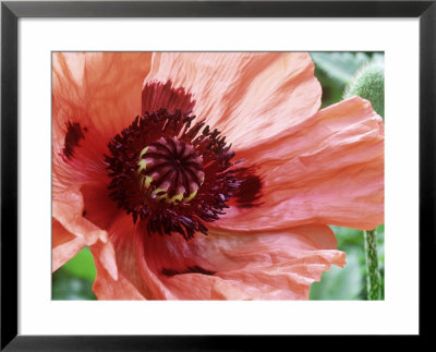 Papaver Orientale Pizzicato (Oriental Poppy) by Michael Davis Pricing Limited Edition Print image