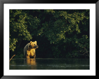 A Brown Bear In Golden Sunlight At Waters Edge by Klaus Nigge Pricing Limited Edition Print image