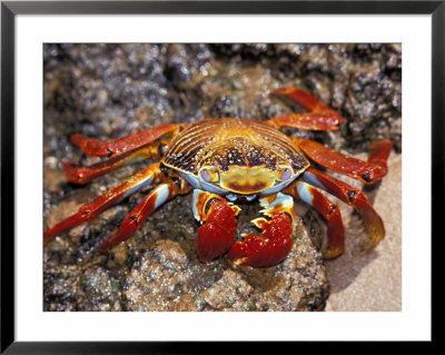 Sally Lightfoot Crab On The Galapagos Islands, Ecuador by Stuart Westmoreland Pricing Limited Edition Print image