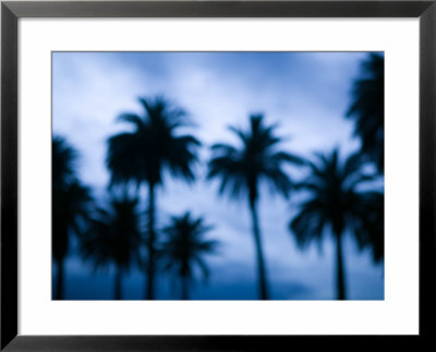 Palms Along Ocean Avenue, Santa Monica, Los Angeles, California, Usa by Walter Bibikow Pricing Limited Edition Print image