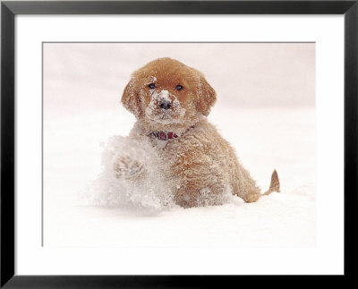Golden Retriever Pup In Snow by Chuck Haney Pricing Limited Edition Print image