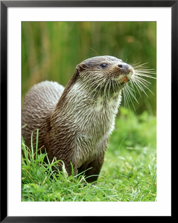 European Otterlutra Lutraclose-Up Portraiton Riverbank by Mark Hamblin Pricing Limited Edition Print image