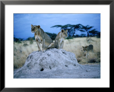 Pair Of Female Lions (Panthera Leo) Sitting On Termite Hill, Eastern, Kenya by Mitch Reardon Pricing Limited Edition Print image