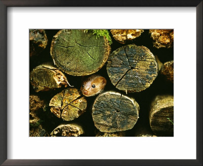Weasel, Peering From Log Pile, Uk by David Tipling Pricing Limited Edition Print image
