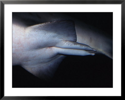 Sand Tiger Shark, Male, Australia by Gerard Soury Pricing Limited Edition Print image