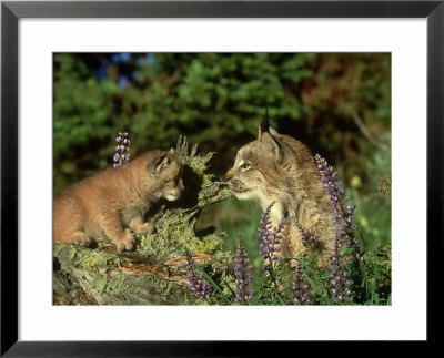 Candian Lynx, Felis Lynx Female And Kitten Montana, Usa by Alan And Sandy Carey Pricing Limited Edition Print image