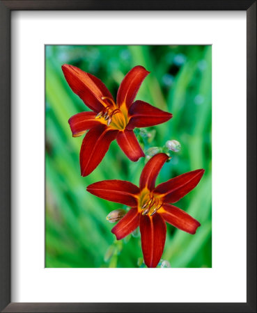 Hemerocallis Sammy Russell, Close-Up Of Red Flower Heads by Lynn Keddie Pricing Limited Edition Print image