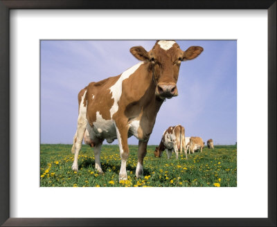 Guernsey Cows In Field Of Dandelions, Il by Lynn M. Stone Pricing Limited Edition Print image